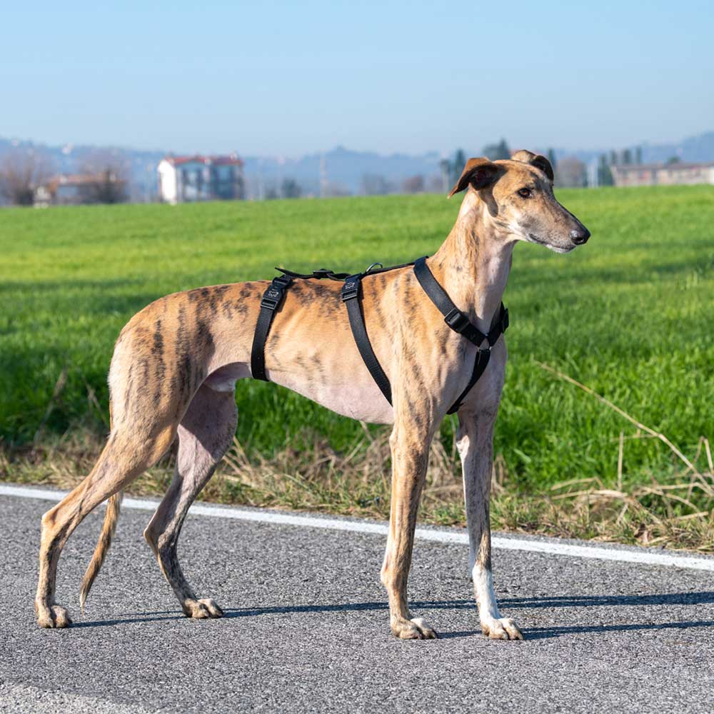 Ferplast Brave valjas M