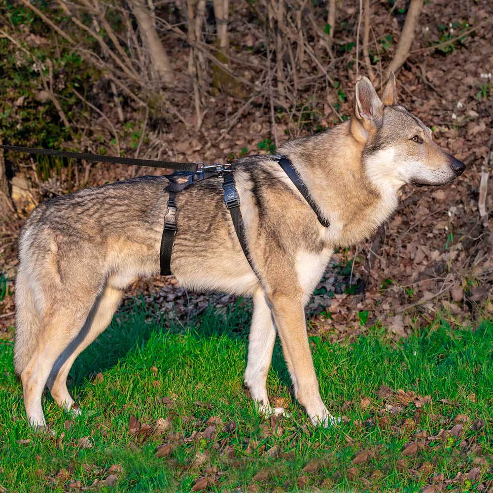 Ferplast Brave valjas M (kopio)