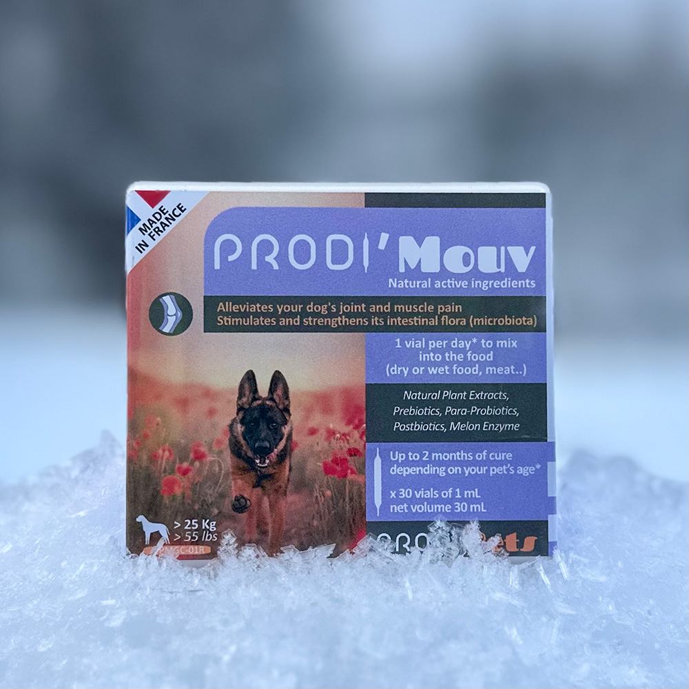 Prodi'Mouv large Dog