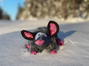 Zolux Friends "Gilda the rat"