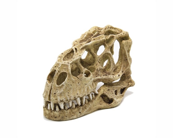 BlueBelle Dinosaur skull (24*14*15cm)