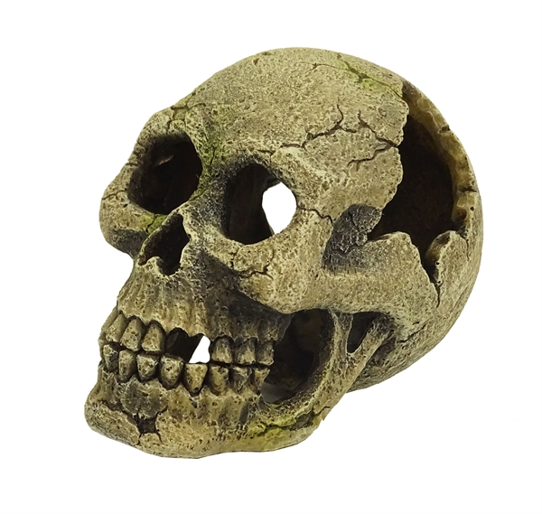 BlueBelle Pacific Skully 9cm