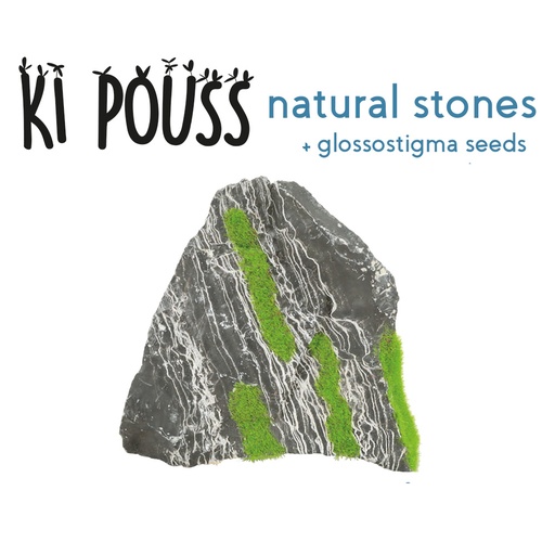 [356075] Zolux KiPouss two-colored Stone M