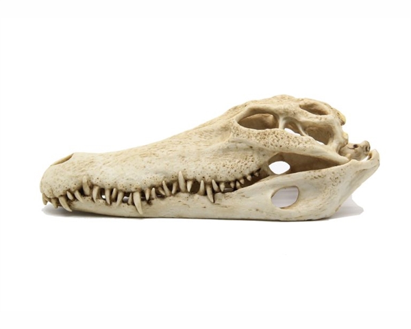 Blue Belle Crocodile skull 28*13*10cm