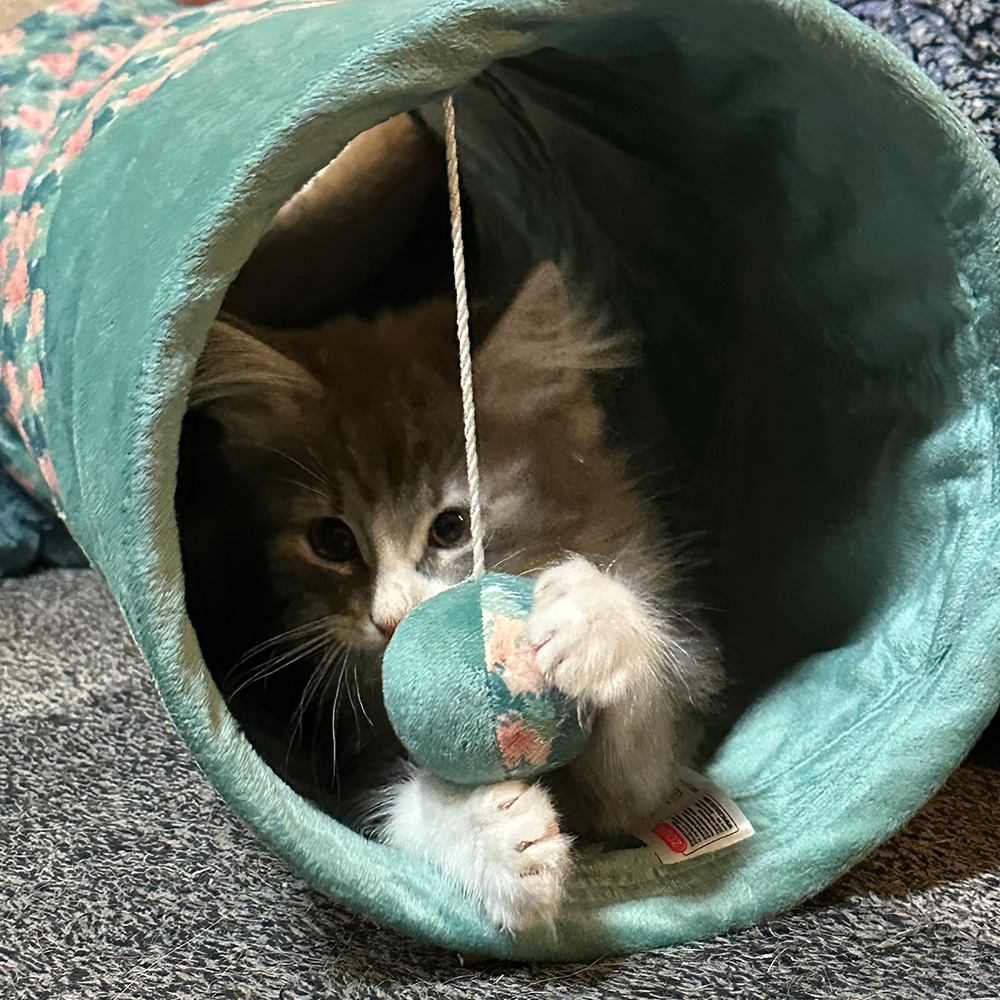 Zolux Ethi'Cat tunneli