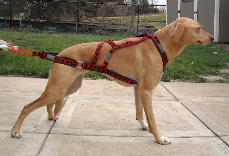 HDA Wheel dog harness