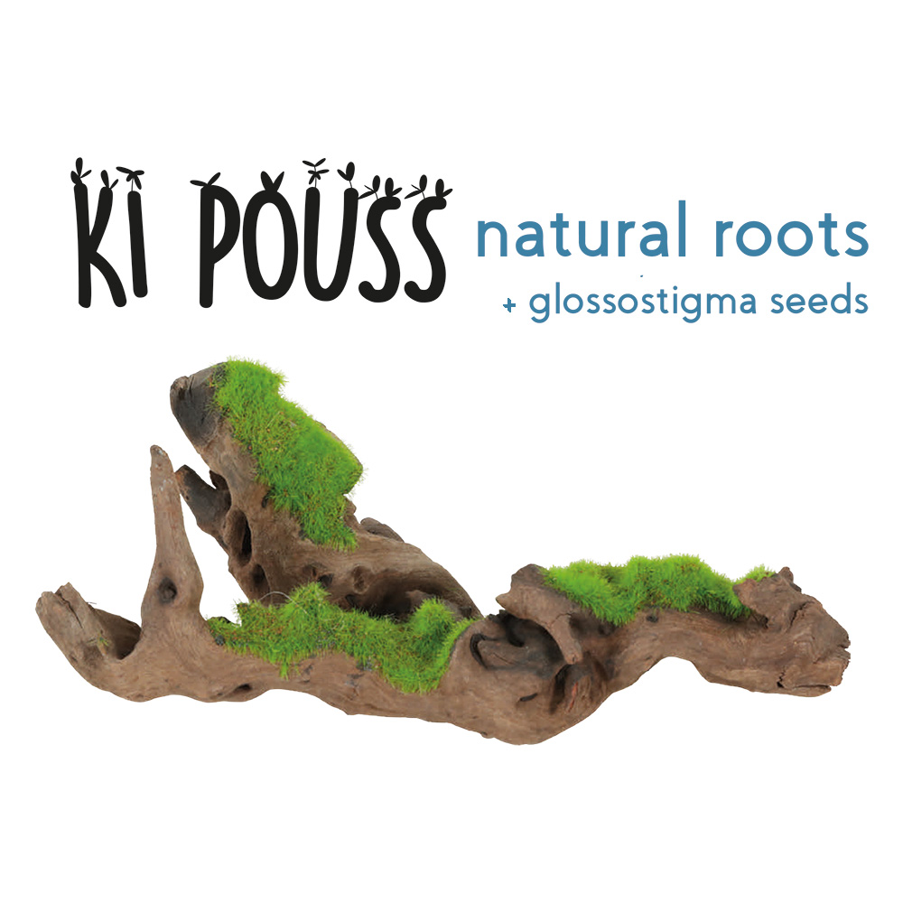 Zolux KiPouss malaysia root S