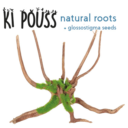Zolux KiPouss Spider root M